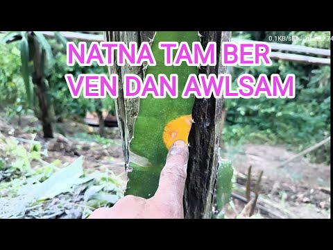 Dragonfruit enkawl dan Part - 2