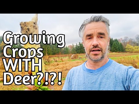 Farming WITH Deer and Rabbits!?!?!