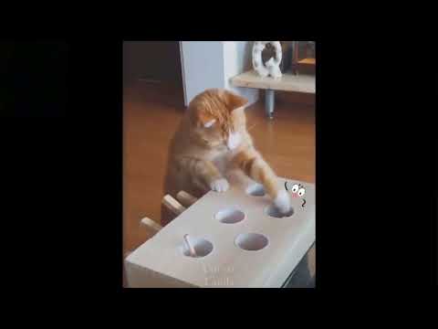 Lustige Tiervideos - Fantastische lustige Haustiertiere | Süße Tiere | Videos #Shorts tiktok