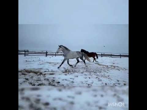 жеребец в санях, покрытие кобылиц