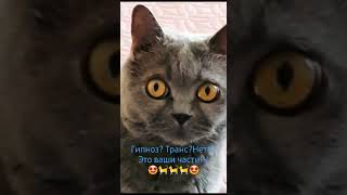 Зачарованная