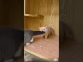 Gray Cat Help A Zombie Cat Bites Me