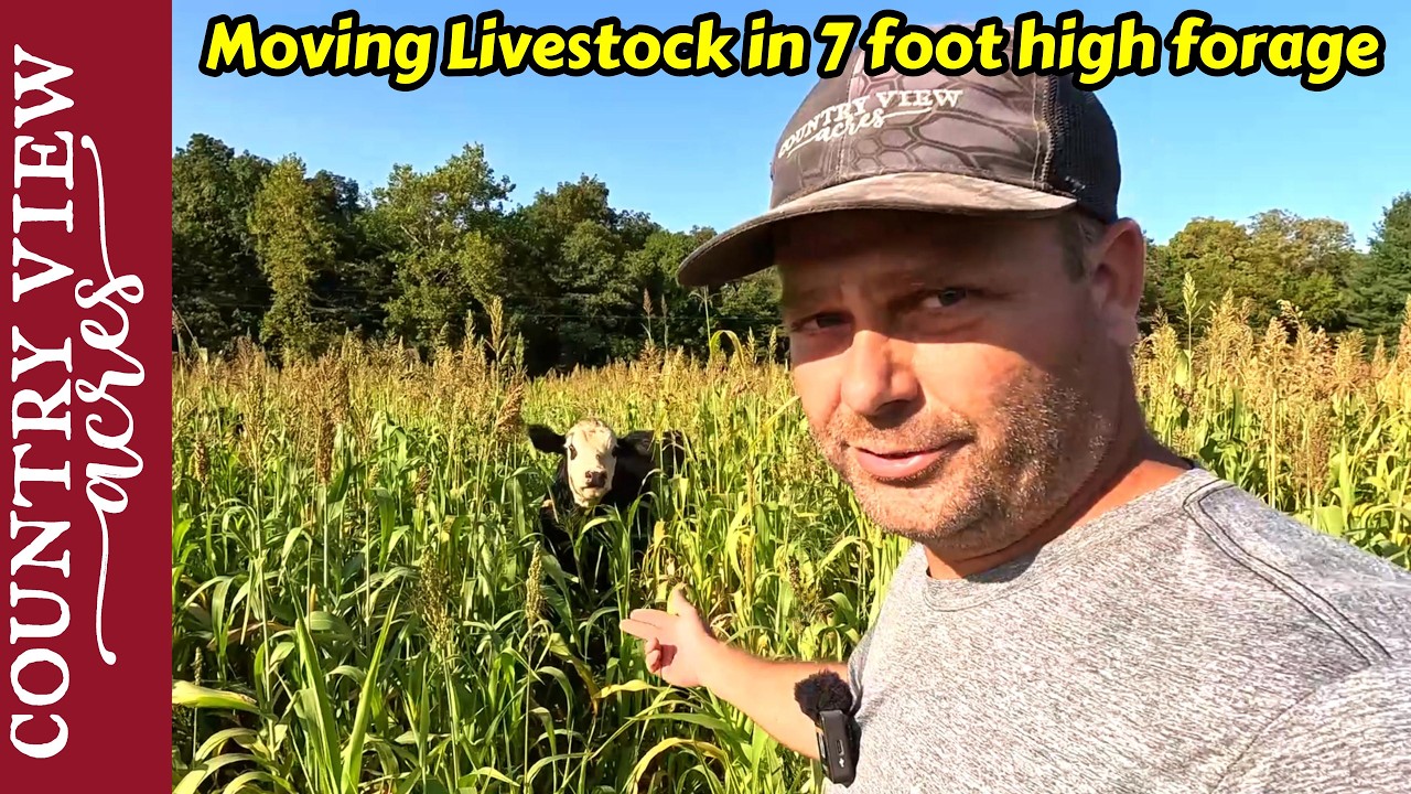 Final Steps to prepare Pasture for Planting.  Moving livestock in 7 foot tall Sorghum Sudan Grass