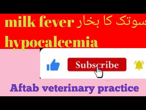 #Milk fever#/hypocalcemia#