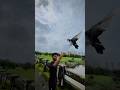 Tiger Training 🫶 ️ Love Pigeon Kabutar Wildbird Jatin