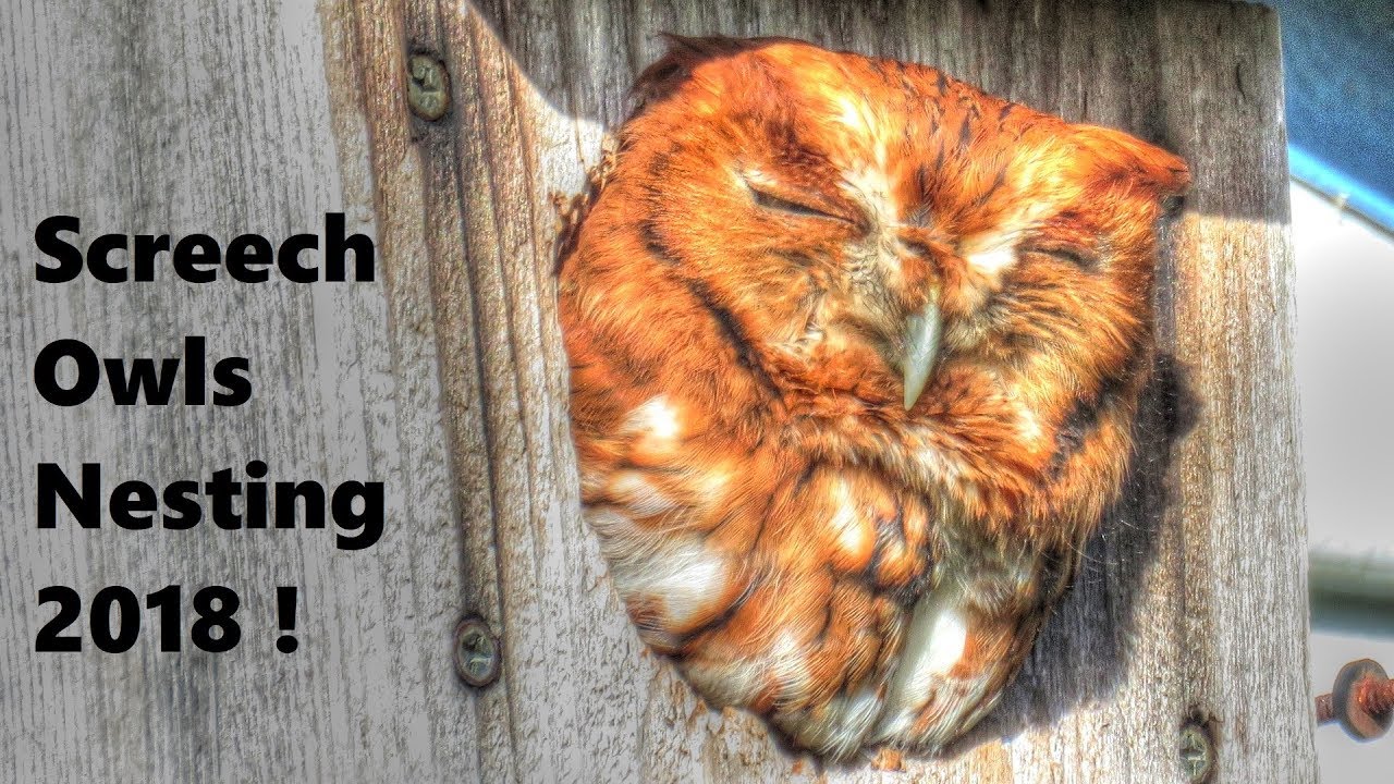 Eastern Screech Owl Nesting Update