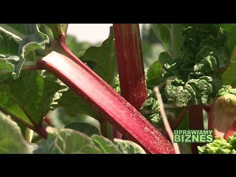 Wszystko o uprawie rabarbaru (część 1/2) - Uprawiamy Biznes
