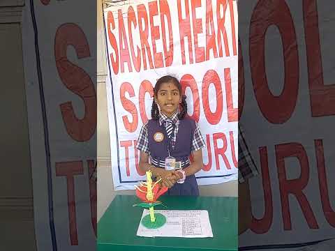 Hibiscus flower parts Kiranya T R 4th Std #scienceexhibition #exhibition #shorts #tumkurschool