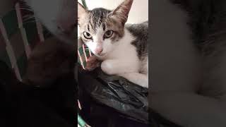 Download lagu di manapun yg penting nyaman... krlakuan anabul Q... cuplis mp3