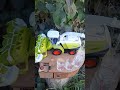 Алкогольный наливатор Комбайн-Силусник на 4 рюмки