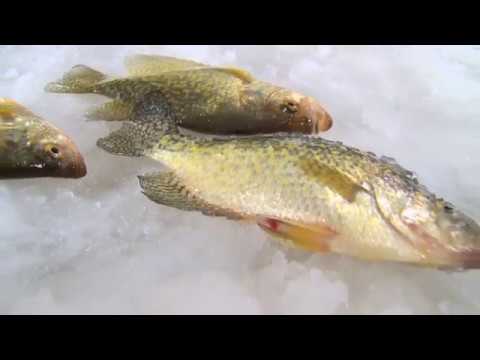 Midwest Outdoors TV Show #1658 - Ice Fishing Crappie at Eagle River, WI with the Eskimo Ice Crew.