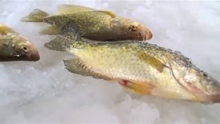 Midwest Outdoors TV Show #1658 - Ice Fishing Crappie at Eagle River, WI with the Eskimo Ice Crew.