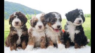 Video preview image #1 Bernedoodle (Miniature) Puppy For Sale in NEWPORT, PA, USA