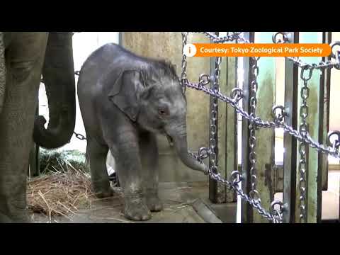Tokyo zoo’s baby elephant makes public debut