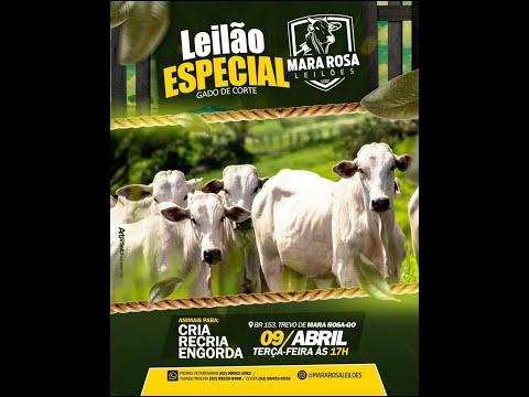 MARA ROSA LEILÕES - GOIÁS - LEILÃO ESPECIAL GADO DE CORTE 09/04/2024