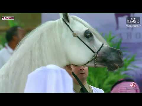 N 324 ARRAAB ALJASSIMYA   Qatar National Arabian Horse Championship 2023   Stallions 4 6 Years Old C
