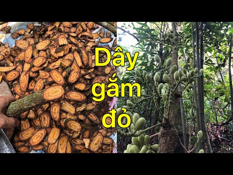 Dây gắm đỏ- dây gắm đen loài dược liệu quý chữa bệnh gout-xương khớp