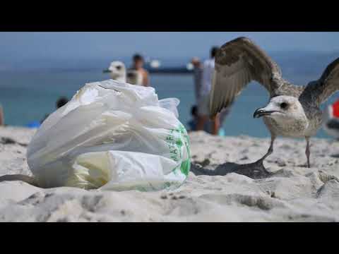 Vídeo: Querida gaivota maldita!