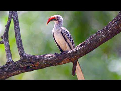 African Red-Billed Hornbill (Interesting Parental Strategy)