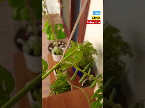 Creating a Beautiful Display with Broken Heart Plants #shorts #viral #trending #plants #plantlover