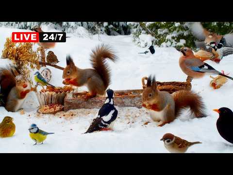 🔴24/7 LIVE CAT TV NO ADS😺 Non-Stop BIRDS and Squirrels  and Fun in the Snow Real Nature Sounds DogTV