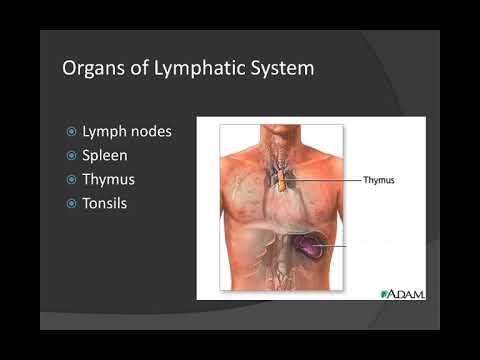 NAU Bio 202 Lab 5 - Lymphatic System