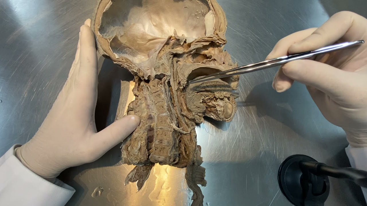 O Que é Istmo Anatomia