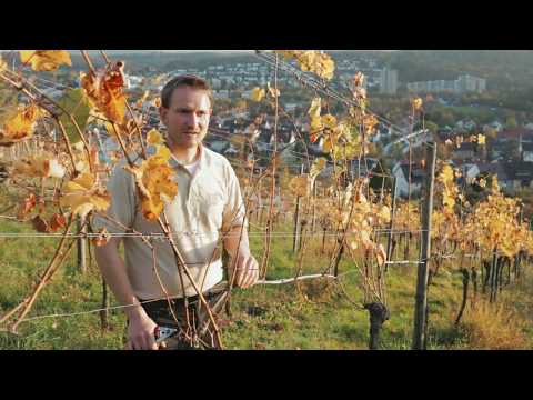 Der Feuerbacher erklärt: Teil 2 - Rebschnitt