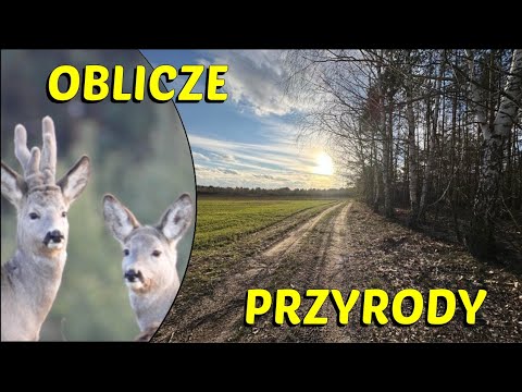 SARNY. WYRASTANIE NOWEGO POROŻA U SAMCÓW, NAZYWANE PAROSTKAMI.