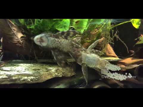 Sturisoma festivum, Laichvorgang.Befruchtung des Geleges