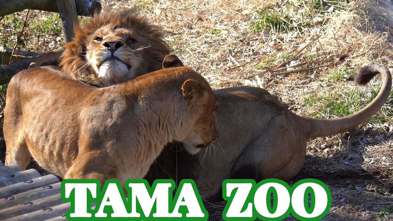 「モルト」と「イチゴ」🦁💗😸　多摩動物公園ライオン園ドキュメンタリー