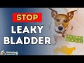 Is Your Dog Or Cat Struggling With Bladder Control Try These Holistic Remedies