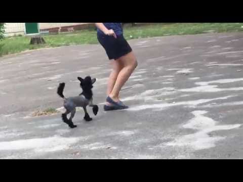 Duche Salvador Dali 5 months old