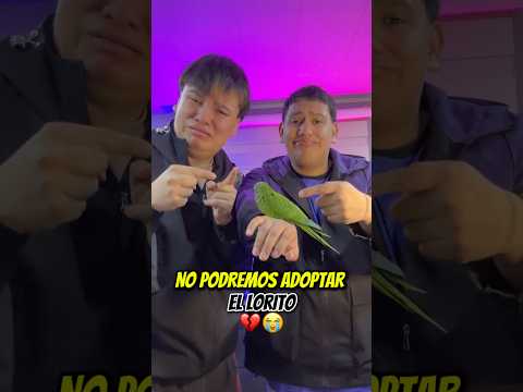 No PODREMOS ADOPTAR al LORITO de la VENTANA😭💔 @andresduartex  #shortsviral