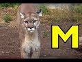 ALPHABET ANIMALS PHONICS ALPHABET SONG Part 34