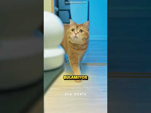 Kedi Parçayı Bulamayınca Bunu Yaptı 🐱