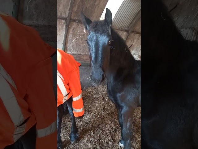 A vendre pouliche frison plein papiers 