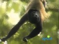 Barney Says Segment At Home With Animals Version 2