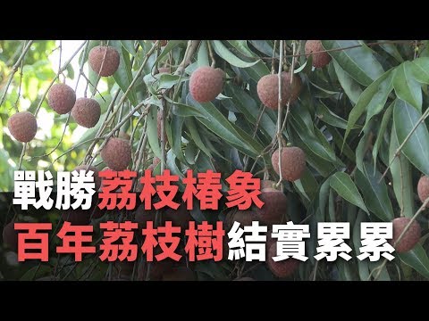 百年荔枝樹