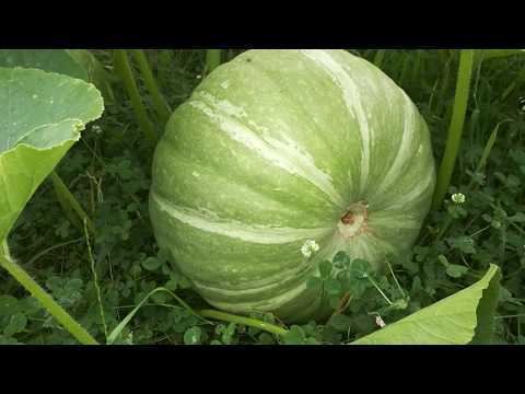 Priroda je čudo koliko Ćurta, Voća i Povrća Amaterski snimak sa Mobitelom