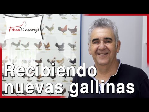 , title : '🚛 Recibiendo Nuevas Gallinas de Raza 🚛'