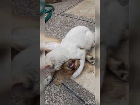 Amor de perro y gato (@munir.peki)