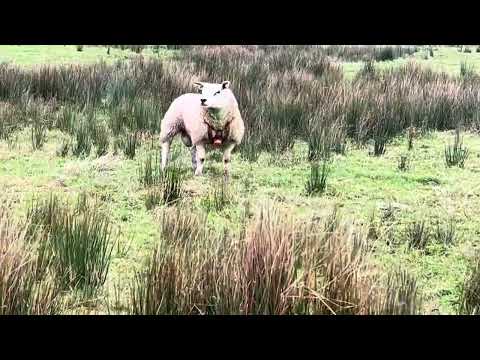 PBR Texel Ram Lamb - Image 2