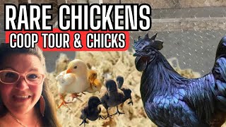 Inside Our Ultimate Chicken Coop | Rare Breeds, Molting Season & Adorable New Chicks