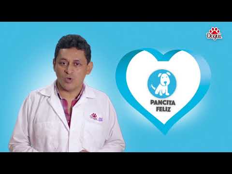 Video producido-Infografía-   Dogui CACHORRO