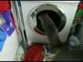 The Cat And The Washing Machine