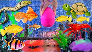 MEGA MIX Find colorful surprise eggs, catch fish, angelfish, goldfish, cichlid, koi fishing snake
