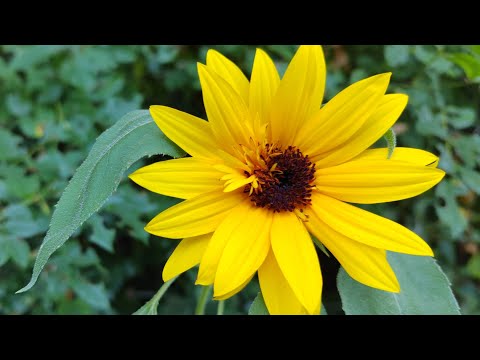 Solo Tu sei il mio Pastore - Perchè Tu sei con me