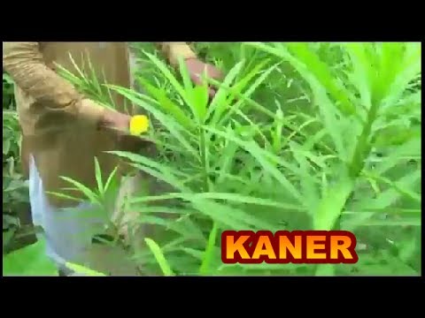 How to Grow Oleander/kaner