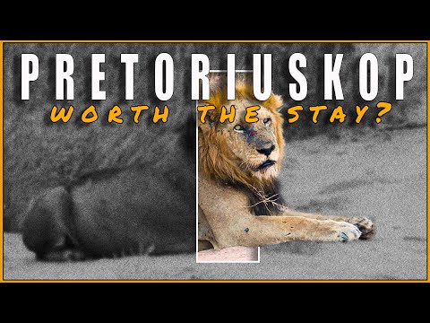 Kruger National Park - Pretoriuskop: Worth The Stay?